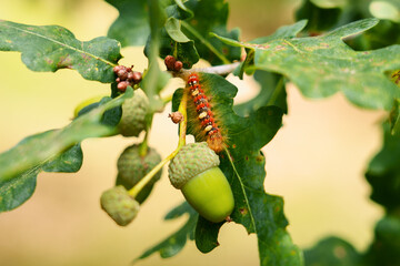 Caterpillar crawling on green oak leaf of tree