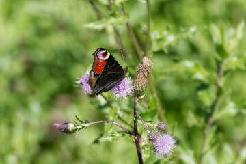 European peacock butterfly (Aglais io) sitting on pink flower in Zurich, Switzerland