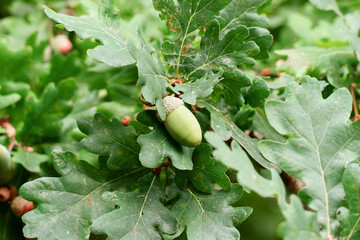 Green acorn and oak leaves growing on branch