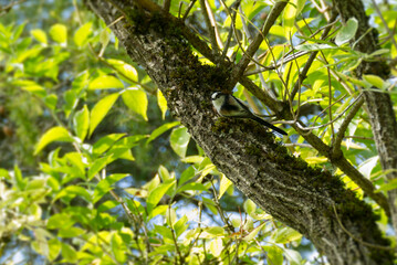 Long-tailed tit (Aegithalos caudatus) sitting in a tree in Zurich, Switzerland