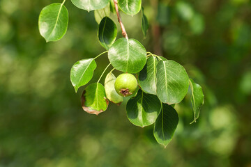 Green pear on branch of wild tree close up