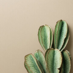 Botanical balance minimal cactus leaves with soft green