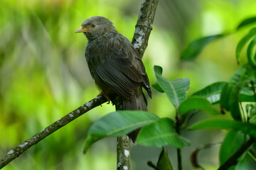 Yellow-billed Babbler, a common resident bird in Sri Lanka and southern India, known for its distinctive yellow bill and greyish-brown plumage.