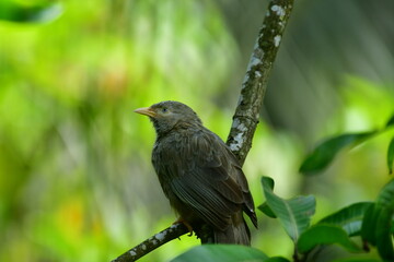 Yellow-billed Babbler, a common resident bird in Sri Lanka and southern India, known for its distinctive yellow bill and greyish-brown plumage.