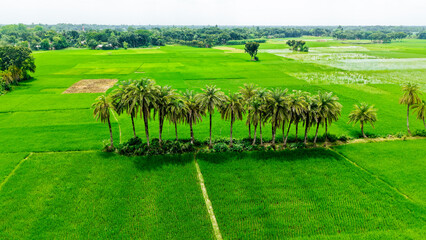 Green agriculture field