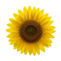 Fototapeta premium A bright yellow sunflower isolated on a white background, showcasing its detailed petals and center