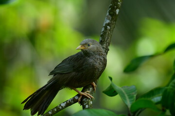 Yellow-billed Babbler, a common resident bird in Sri Lanka and southern India, known for its distinctive yellow bill and greyish-brown plumage.