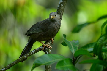 Yellow-billed Babbler, a common resident bird in Sri Lanka and southern India, known for its distinctive yellow bill and greyish-brown plumage.