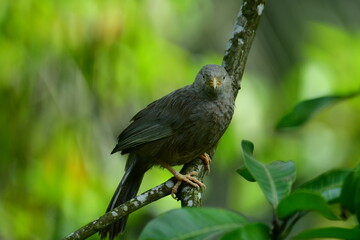 Yellow-billed Babbler, a common resident bird in Sri Lanka and southern India, known for its distinctive yellow bill and greyish-brown plumage.