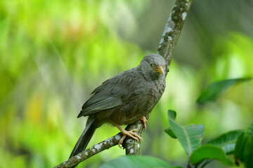 Yellow-billed Babbler, a common resident bird in Sri Lanka and southern India, known for its distinctive yellow bill and greyish-brown plumage.