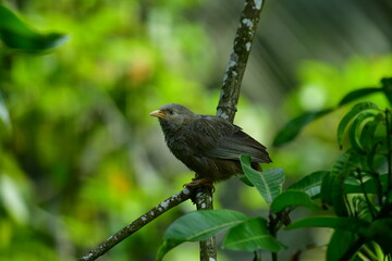 Yellow-billed Babbler, a common resident bird in Sri Lanka and southern India, known for its distinctive yellow bill and greyish-brown plumage.