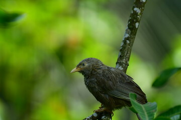 Yellow-billed Babbler, a common resident bird in Sri Lanka and southern India, known for its distinctive yellow bill and greyish-brown plumage.