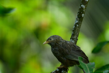 Yellow-billed Babbler, a common resident bird in Sri Lanka and southern India, known for its distinctive yellow bill and greyish-brown plumage.