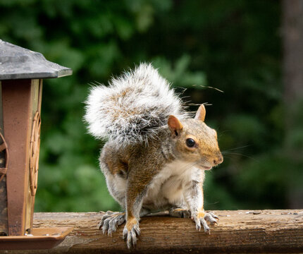Eastern gray squirrel near bird feeder on railing in backyard