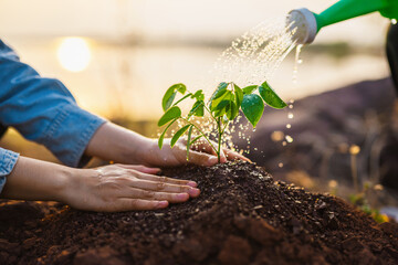 person is watering  plant in  garden
