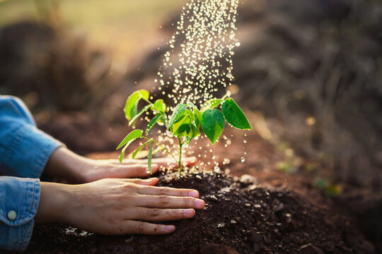 person is watering  plant in  garden