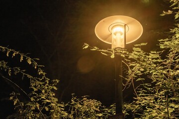 Street lamp illuminating green leaves at night