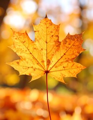 Autumn leaf close-up, blurred background