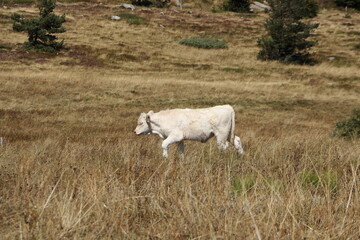 Veau du Mont Gerbier