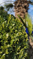 Obraz premium Lush green shrubbery thrives under the bright sunlight in a tropical garden setting
