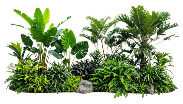Collection of green leaves of tropical plants bush (Monstera, palm, banana plant, bush, fern). PNG, cutout, or clipping path.	
