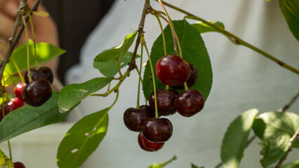 A close-up of a farmer carefully picking ripe, dark red cherries from a leafy branch in a sunlit orchard, showing the bounty of the summer harvest. Picking ripe red cherries.