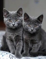 Two gray kittens sitting close together
