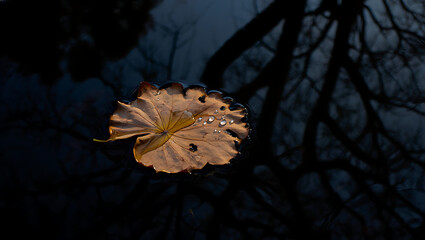 A single, dried lotus leaf with water droplets floats on dark, reflective water, with the silhouette of bare tree branches visible in the background