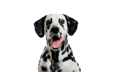 Dalmatian Dog Portrait on White Background