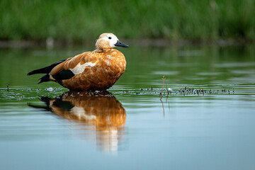 Ruddy Shelduck Floating Gracefully on Calm Water