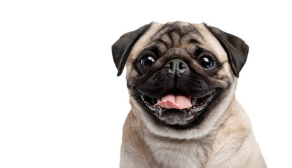 Fototapeta premium Happy Pug Dog Portrait