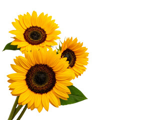 Fototapeta premium Yellow sunflower common sunflower a of the sunny flower arranging sunflo