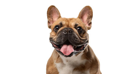 Happy Brown French Bulldog Smiling with Tongue Out
