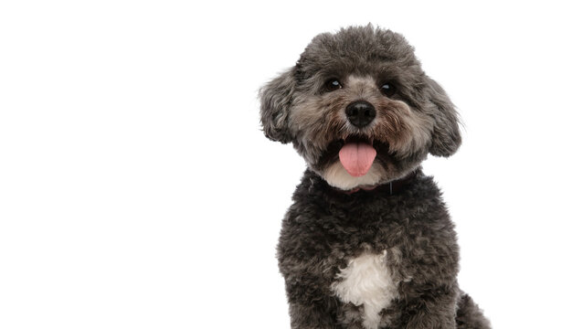 Adorable Bichon Frise Puppy Smiling