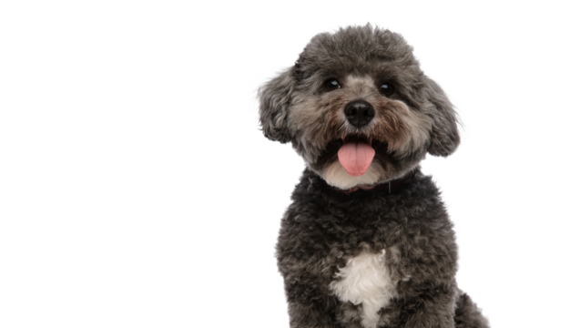 Adorable Bichon Frise Puppy Smiling