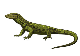 Fototapeta premium Detailed Illustration of a Green Monitor Lizard with Spots.
