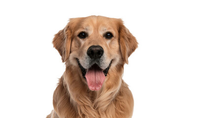 Golden Retriever Dog Smiling