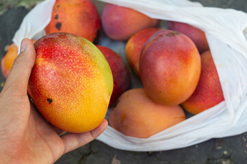 Hand Holding Mango with Bag Full of Ripe Mangoes in Background