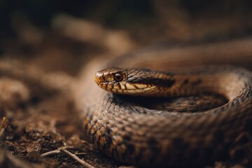Fototapeta premium Coiled snake resting on earthy ground, showcasing unique pattern