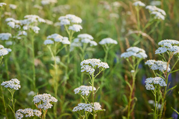 Common yarrow (Achillea) white flowers close up. Medicinal organic natural herbs, plants concept. Wild yarrow, wildflower.