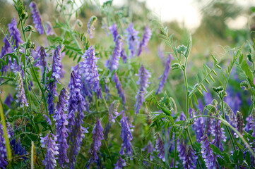 Obraz premium Fragrant summer sunny meadow with Vicia cracca flowers.