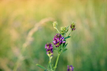 Flowering purple alfalfa (Medicago sativa) plant on green field.