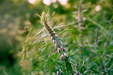 Leonurus cardiaca with purple flowers and green leaves  in summer garden.