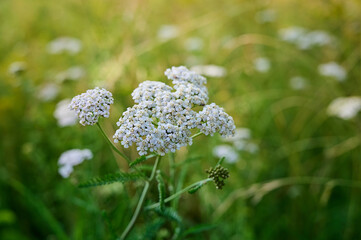 Common yarrow (Achillea) white flowers close up. Medicinal organic natural herbs, plants concept. Wild yarrow, wildflower. © Kulbabka