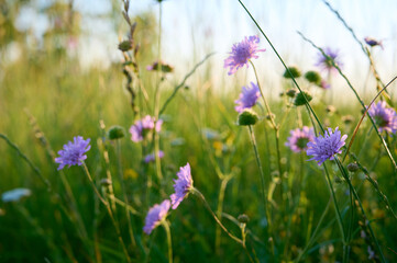Field scabious (Knautia arvensis) on a flower meadow.