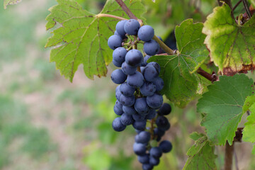 Ripe grapes growing on vine in vineyard