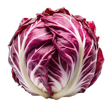 Radicchio vegetable with deep purple leaves and white veins isolated on black red chicory italian chicory