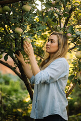 Woman farmer pick up the organic ripe apple from the tree. Harvest season.