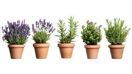 Potted lavender with rustic terracotta pots  on transparent background