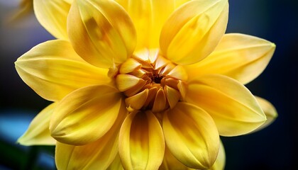 Obraz premium Close Up Of A Vibrant Yellow Dahlia Flower